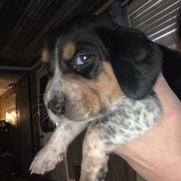 Beagle Puppies from C.R.P. Kennels