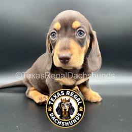 Gregory - Chocolate and tan male Dachshund puppy in Houston, Texas from Texas Regal Dachshunds LLC