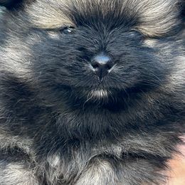 Dojo - Black and tan Pomeranian puppy in Eureka Springs, Arkansas from Maple Hills Poms