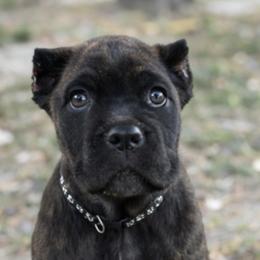 Boy 5 - Chestnut brindle male Cane Corso puppy in Sandia, Texas from OneTime Cane Corso