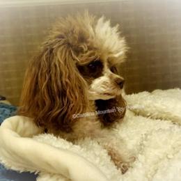 Kazia - Poodle