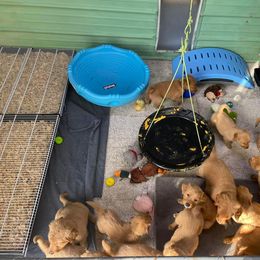 Golden Retriever Puppies from Mueller’s Furry Farm