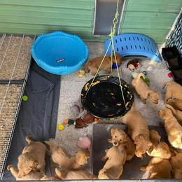 Golden Retriever Puppies from Mueller’s Furry Farm