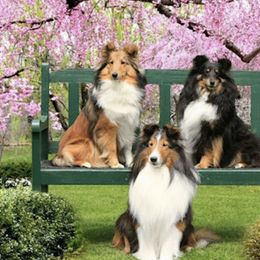 Shetland Sheepdogs from High Spirit Shelties