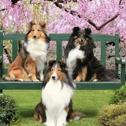 Shetland Sheepdogs from High Spirit Shelties