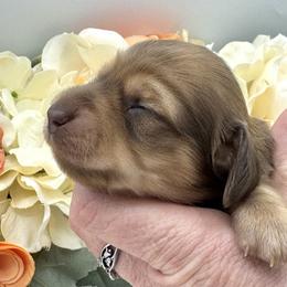 Blakley - Red female Dachshund puppy in Exeter, California from Sawtooth Miniature Dachshunds