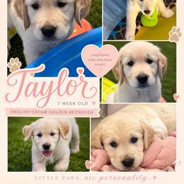 Taylor 3800 - Light golden female Golden Retriever puppy in Peoria, Arizona from Westwing Retrievers