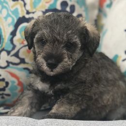 Goldendoodle, Schnoodle, and Sheepadoodle Puppies from Dood Ranch