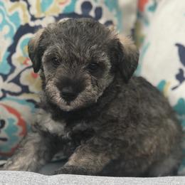 Goldendoodle, Schnoodle, and Sheepadoodle Puppies from Dood Ranch
