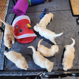 Golden Retriever Puppies from Seascape Golden Retrievers
