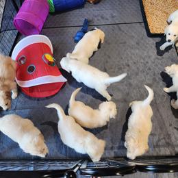 Golden Retriever Puppies from Seascape Golden Retrievers