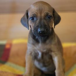 Boy 4 - male Rhodesian Ridgeback puppy in Gaffney, South Carolina from Circle D Farms