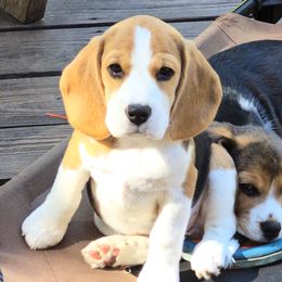 Beagles from Bullock 's Beagles