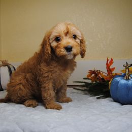 Blaze - Red male Cavapoo puppy in Mountain Grove, Missouri from Dogwood & Sassafras Companions