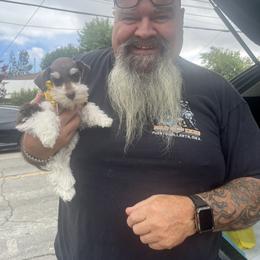 Miniature Schnauzer All Grown Up from Feshia Mosley