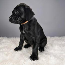 Peaches - Black brindle female Cane Corso puppy in Haslet, Texas from Trained To Go Corso Kennels (T.T.G. Corso Kennels)