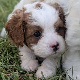Bernadette - Blenheim female Cavapoo puppy in Newport, North Carolina from Crystal Coast Cavapoodles