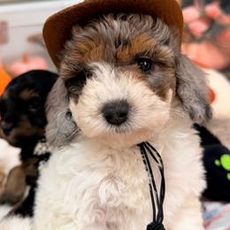 Helmet - Merle male Cavapoo puppy in Dickerson, Maryland from Pawsome Aussie Doodles and Oodles