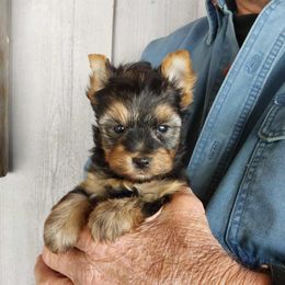 Boy 1 - Black and tan male Yorkshire Terrier puppy in Jamestown, Tennessee from Green Ridge