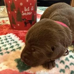 Girl 2 Pink - Chocolate female Labrador Retriever puppy in Normantown, West Virginia from Meadows Labradors
