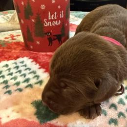 Girl 2 Pink - Chocolate female Labrador Retriever puppy in Normantown, West Virginia from Meadows Labradors