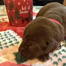 Girl 2 Pink - Chocolate female Labrador Retriever puppy in Normantown, West Virginia from Meadows Labradors