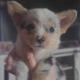 Blue Merle Girl - Blue merle and white female American Corgi puppy in Middleburg, Florida from Mulkeys Little Corgis