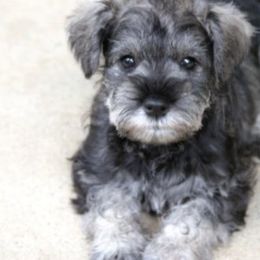Miniature Schnauzer Puppies from Aristos