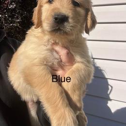 Blue - Golden male Golden Retriever puppy in Jesup, Georgia from Painted Platinum Retrievers (Painted Platinum Kennel) PPK