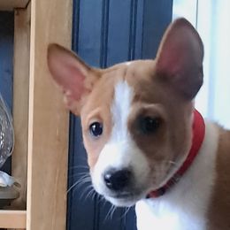 Red Collar Boy 5 - Red and white male Basenji puppy in Tuttle, Oklahoma from Steadfast Farm (SFF)