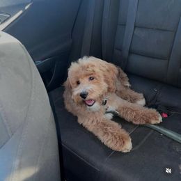 Bella - Goldendoodle