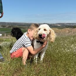 Rusty - Bernedoodle