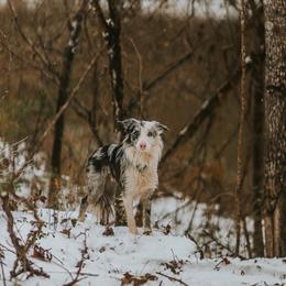 Rook - Border Collie