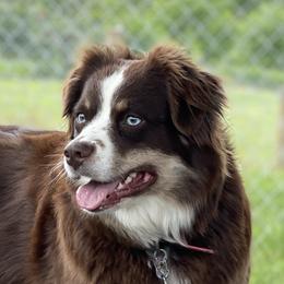 Coco Chanel - Miniature Australian Shepherd
