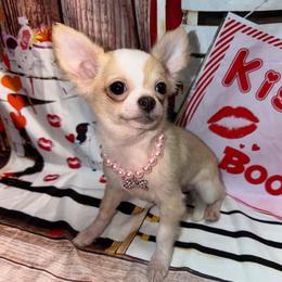 Midget 8841 - Cream and white female Chihuahua puppy in Palmyra, Indiana from Country Star Chihuahuas