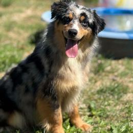 Piña - Blue merle female Australian Shepherd puppy in Tyner, Kentucky from Lil’ Town Aussies
