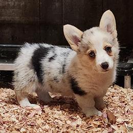 American Corgi and Pembroke Welsh Corgi Puppies from Nightstreak Corgis