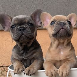 French Bulldog Puppies from Frenchiebred