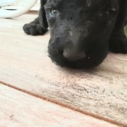 Poodle Puppies from Spangled Standard Poodles