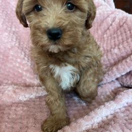 Myra - Red  female Goldendoodle puppy in Lowville, New York from Adirondack Labradoodles