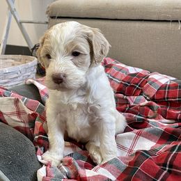 Cookie - Apricot female Goldendoodle puppy in Sugarcreek, Ohio from True Hearted Doodles