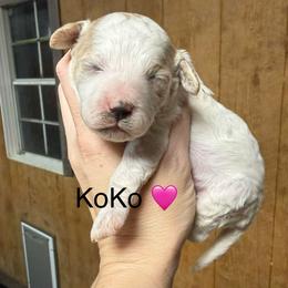 KoKo - White female Cavapoo puppy in Greensburg, Kentucky from Doodle Me Crazy