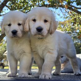Tulip - Light golden female Golden Retriever puppy in Little River, South Carolina from Refinery Retrievers