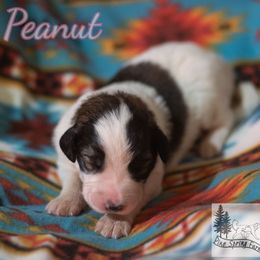 Peanut - White female Tornjak puppy in Albright, West Virginia from Pine Spring Farm
