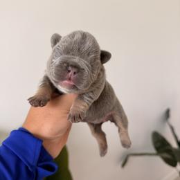 French Bulldog Puppies from Infinity French Bulldogs