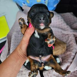 Presley - Tri-color female Cavapoo puppy in London, Kentucky from Blue Meadow Puppies