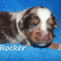 Rocker - Red merle male Miniature American Shepherd puppy in Godley, Texas from Flying H Toy and Mini Aussies