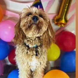 Kalani - Cavapoo