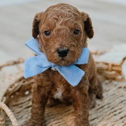Zach Bryan - Red  male Goldendoodle puppy in Lumberton, Mississippi from SouthernDoodlebug/ Utah Doodlebug