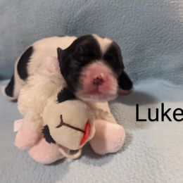 Cocker Spaniel Puppies from Carey's Cocker Spaniels